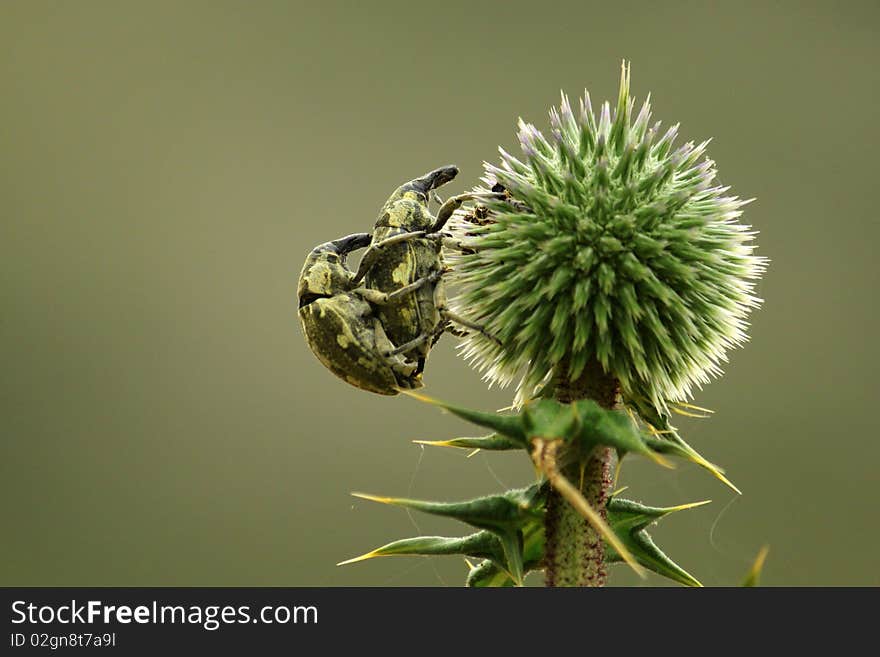 Couple of beetles