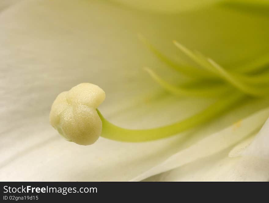 A macro view of an Easter Lily Stamen