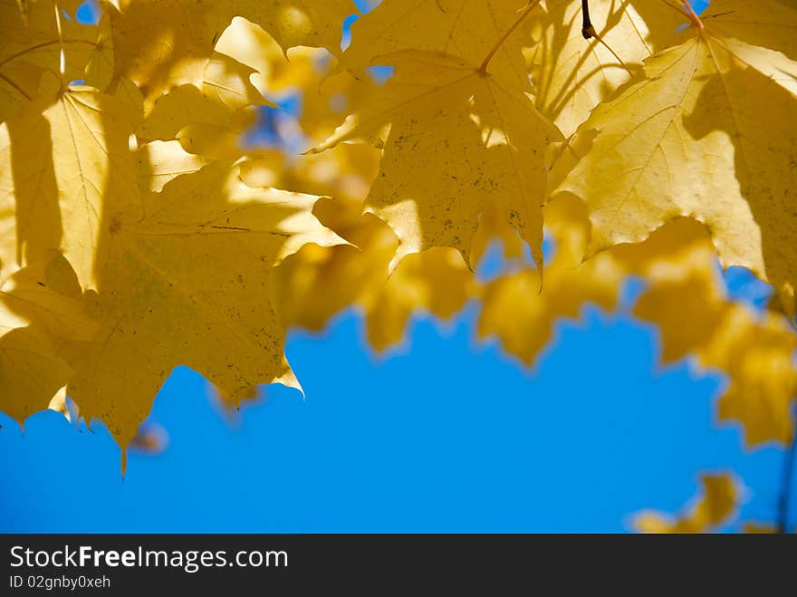 Maple leaves against the blue sky. Beautiful nature background. Maple leaves against the blue sky. Beautiful nature background