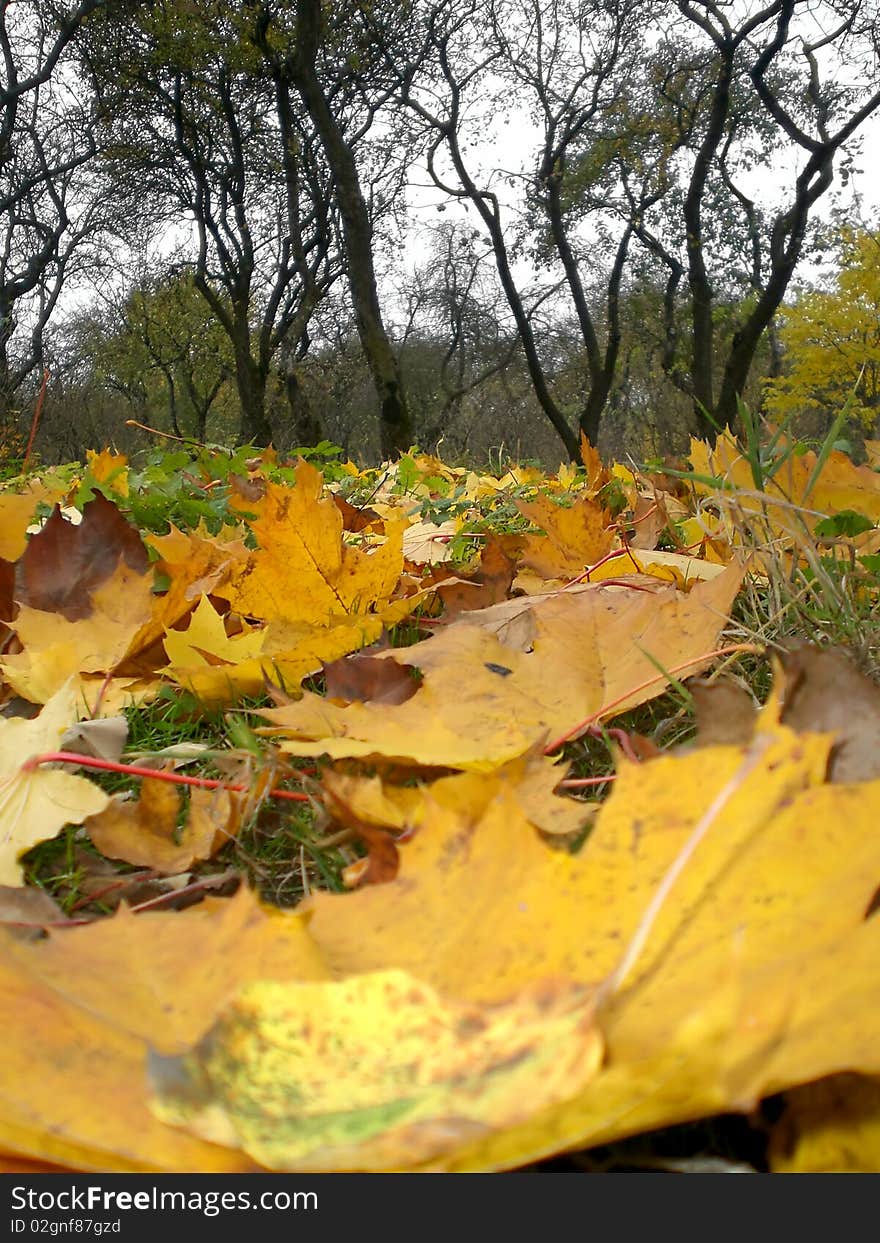 Forest landscape with autumn leaves