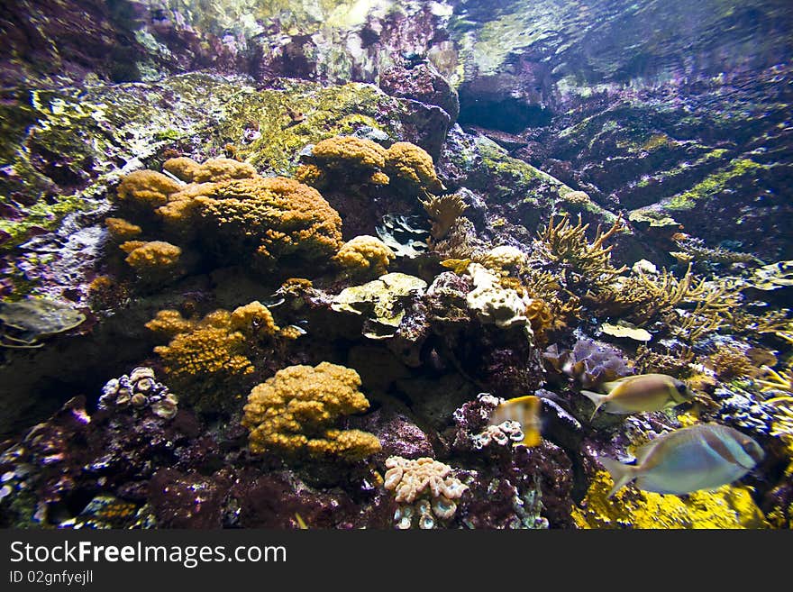 Healthy coral reef under the sea