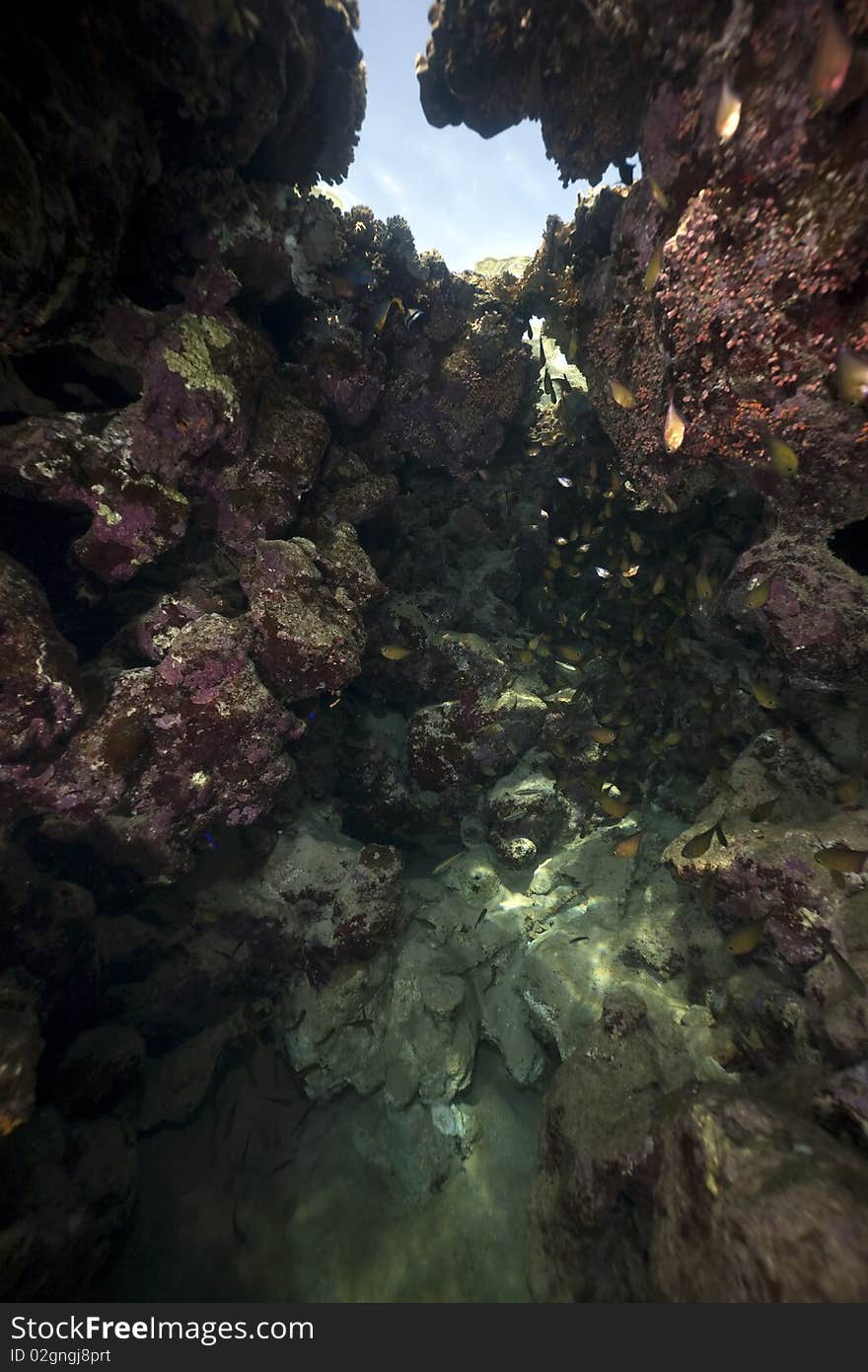 Ocean,coral and fish taken in the Red Sea. Ocean,coral and fish taken in the Red Sea.