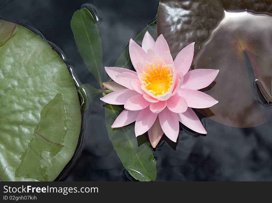 Pink water lily close up.