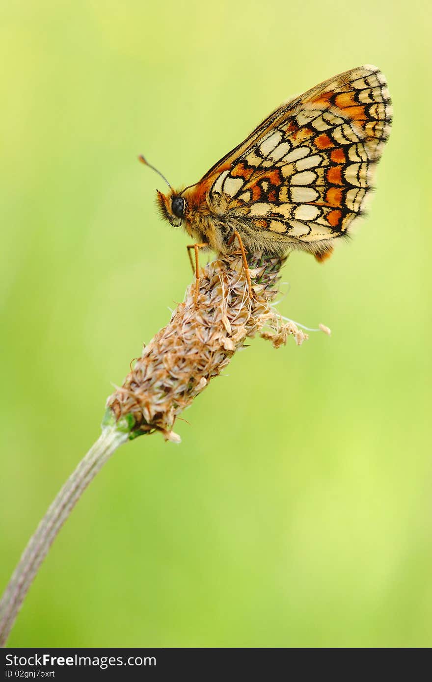 Mellicta parthenoides waiting on a grass