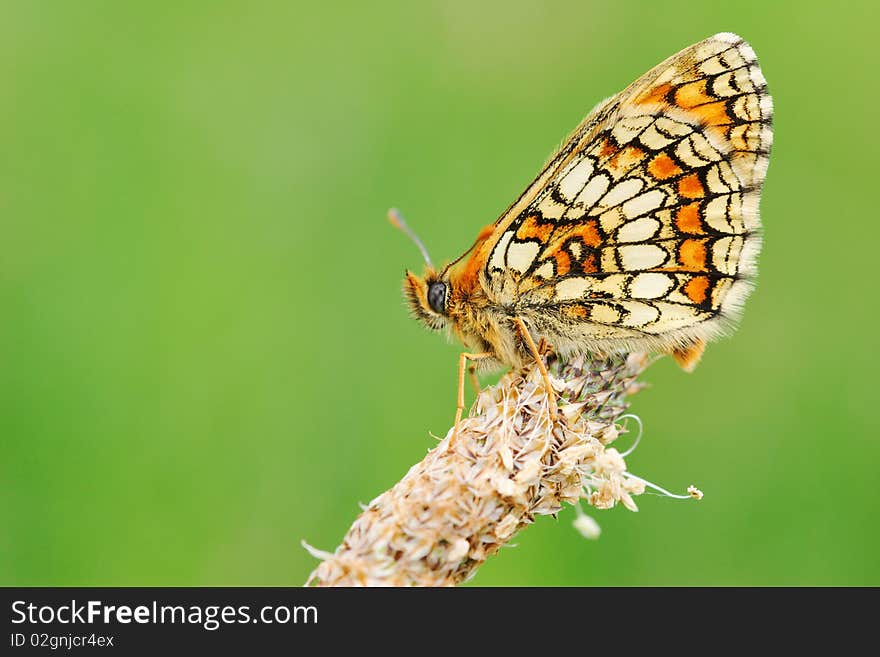 Mellicta parthenoides waiting on a grass