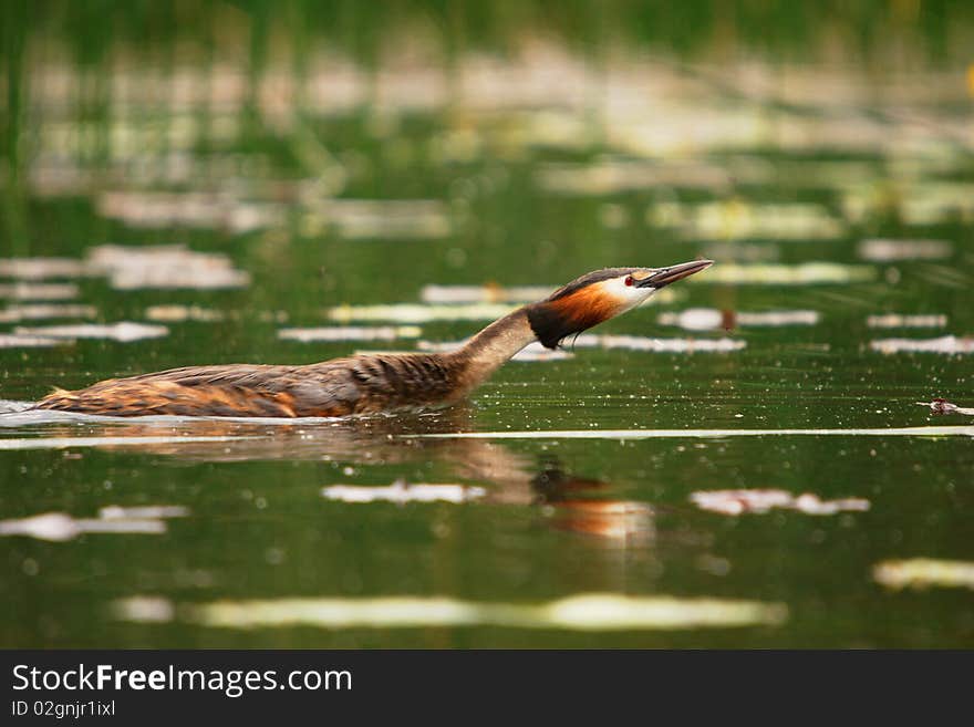 Grebe crested swiming in the lake