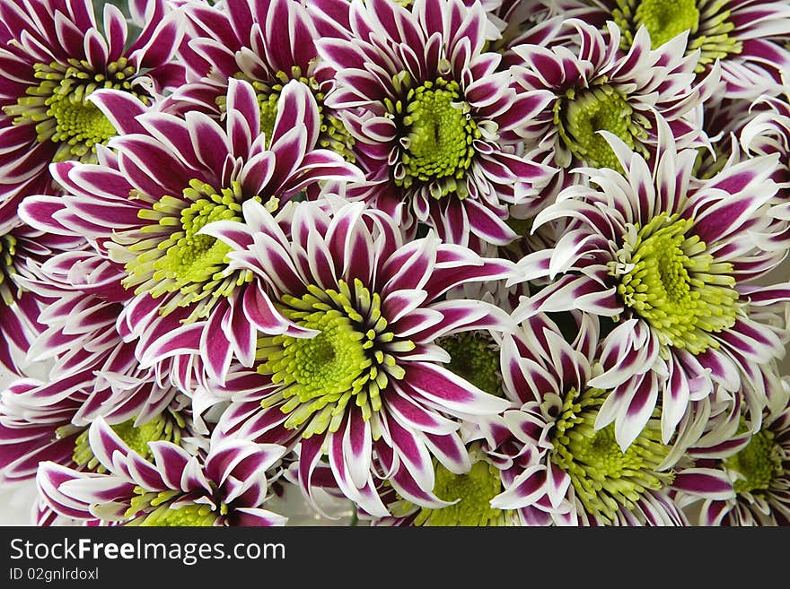 Group of chrysantemum. Red/white petals and yellow center. Closeup.