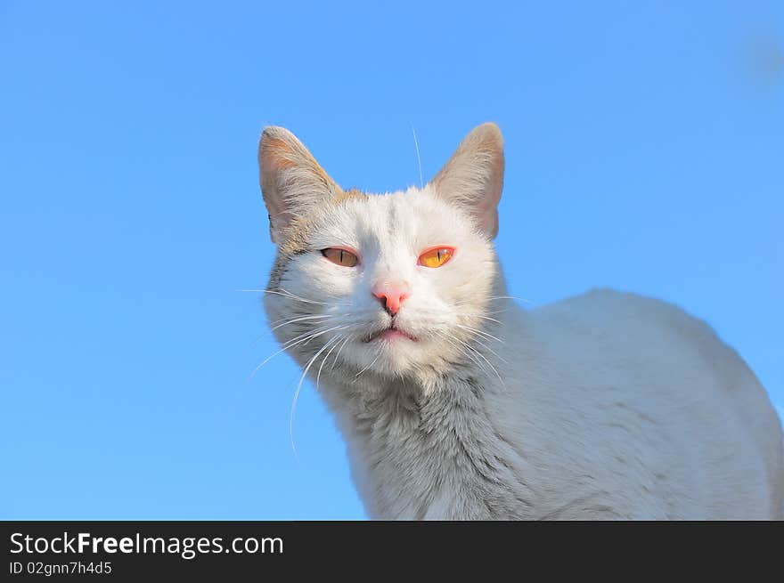 Picture shows a cat looking at a blue sky. Picture shows a cat looking at a blue sky.