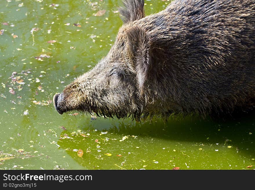 Wild pig in green water