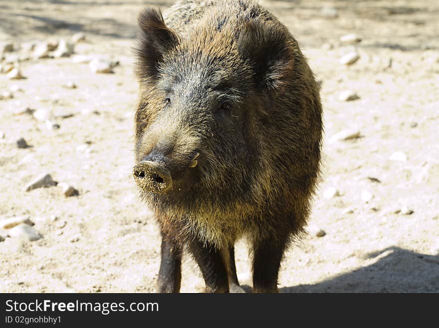 Wild pig