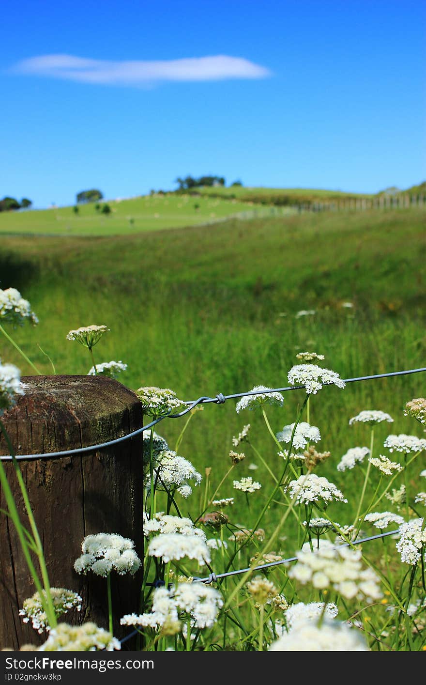 An idyllic view of wild flowers on a meadow land. An idyllic view of wild flowers on a meadow land