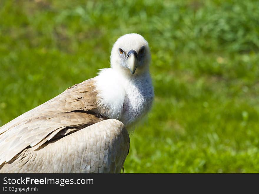 Raptor portrait picture, Bird, mammal