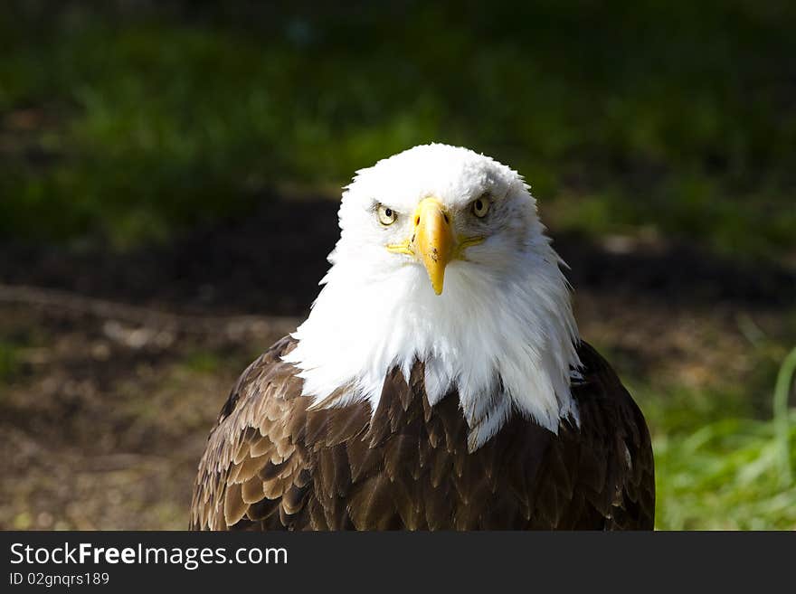 American Bald Eagle