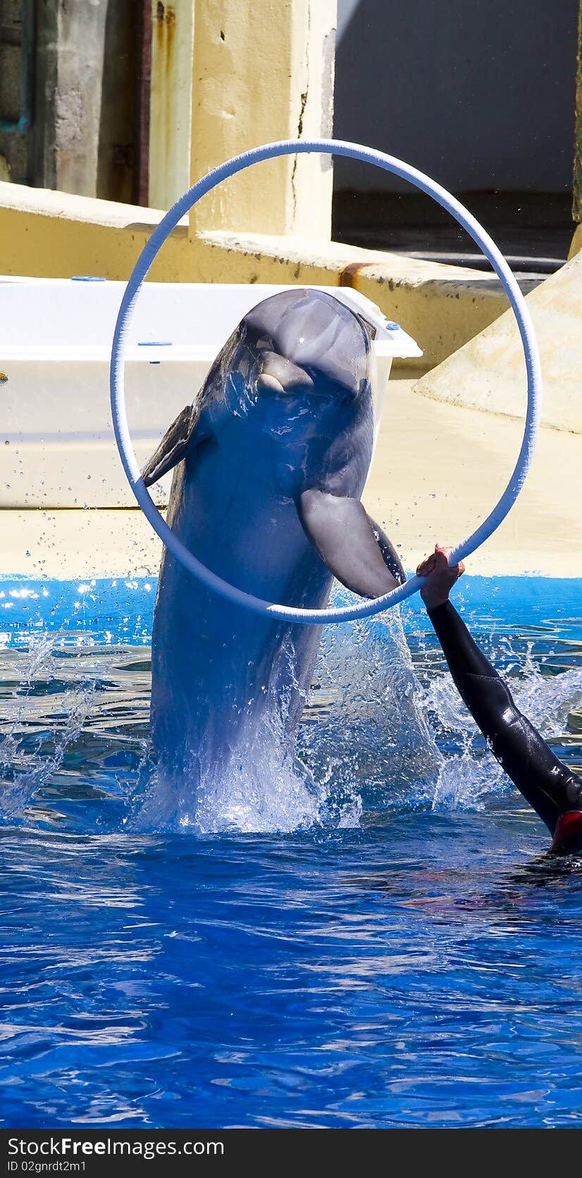 Dolphin jump out of the water in sea