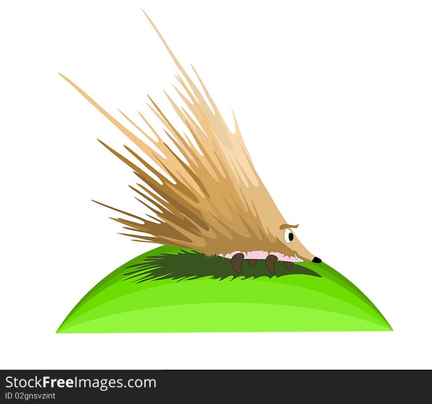 Very prickly hedgehog, illustration