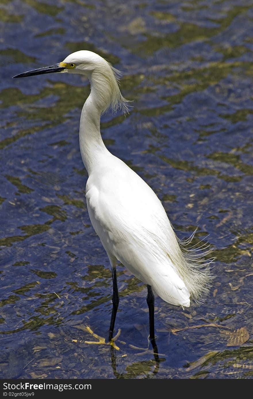 Snowy egret in a shallow river