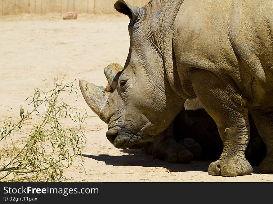 White rhino