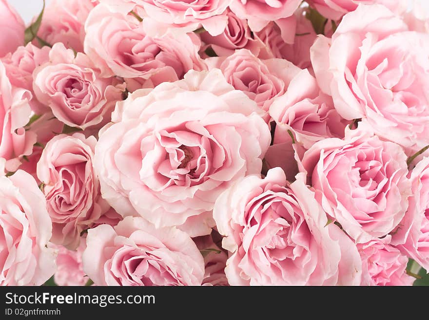 Beautiful background pink and blossom roses