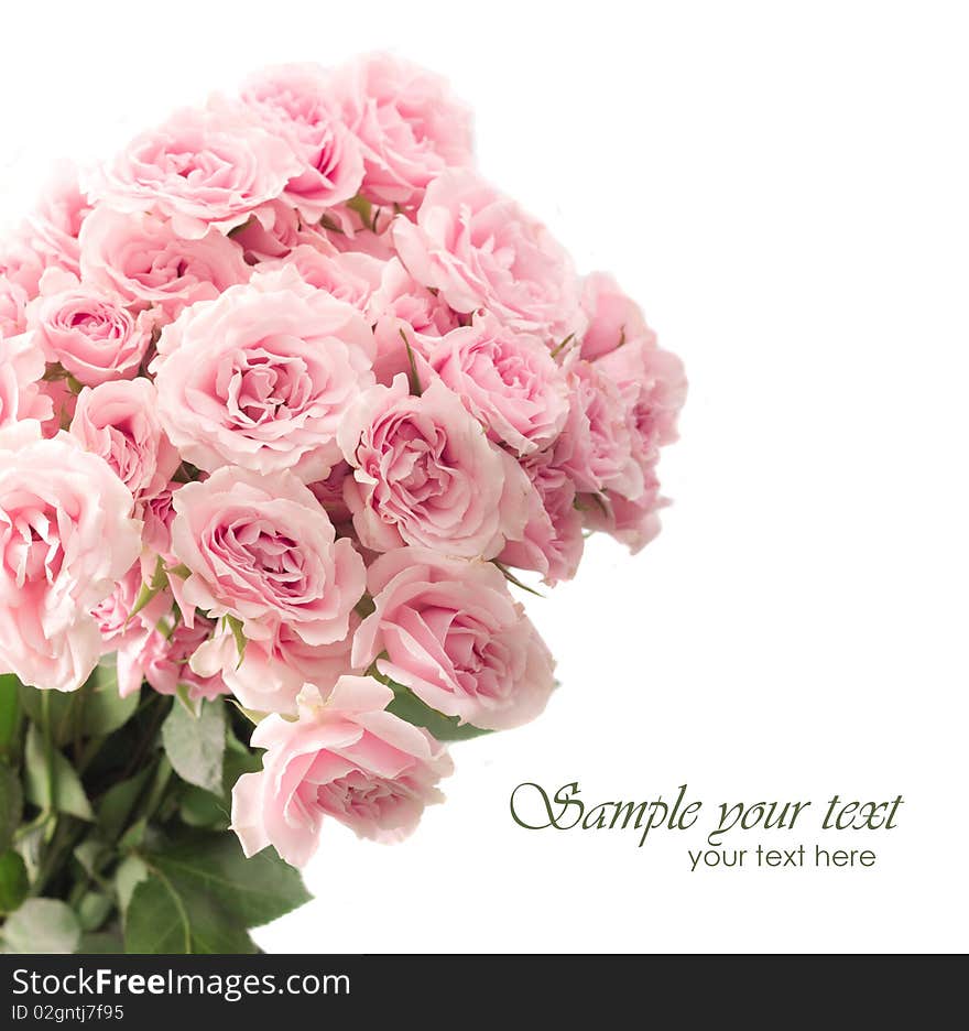 Beautiful background pink and blossom roses