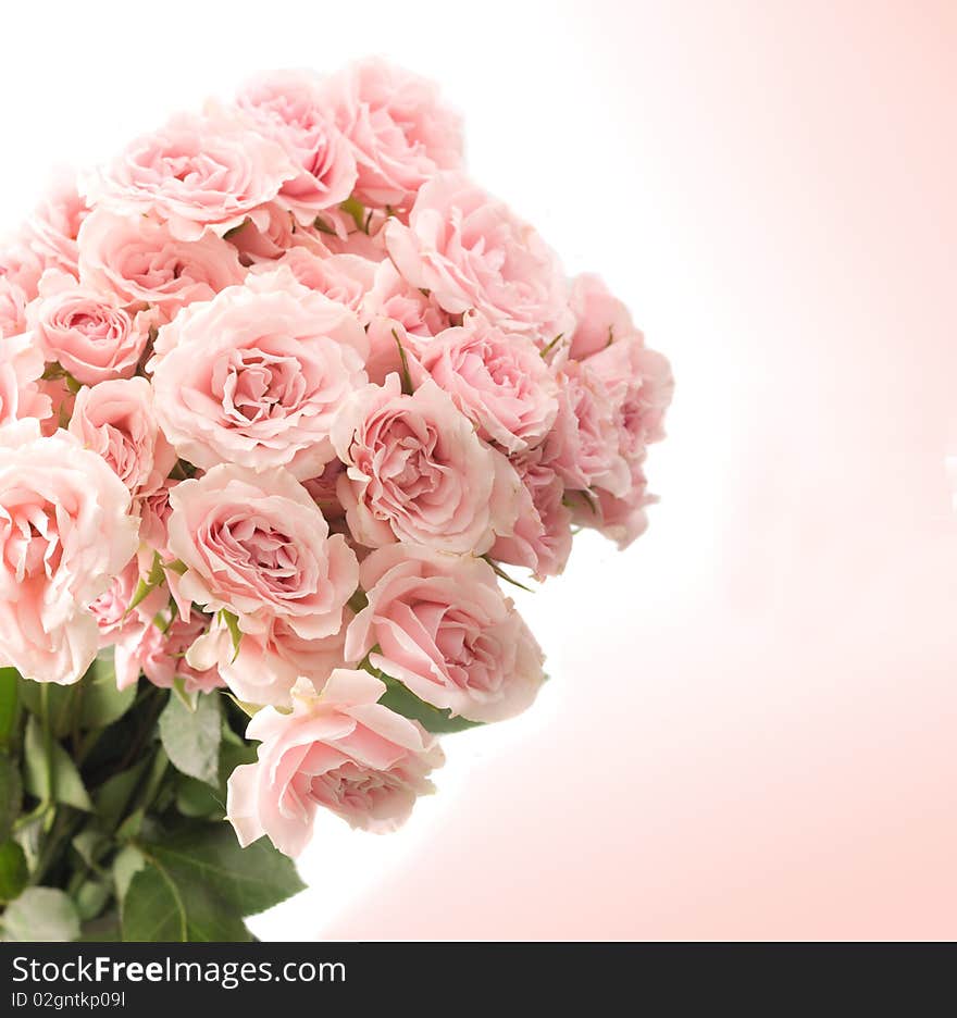 Beautiful Roses on pink background. Beautiful Roses on pink background