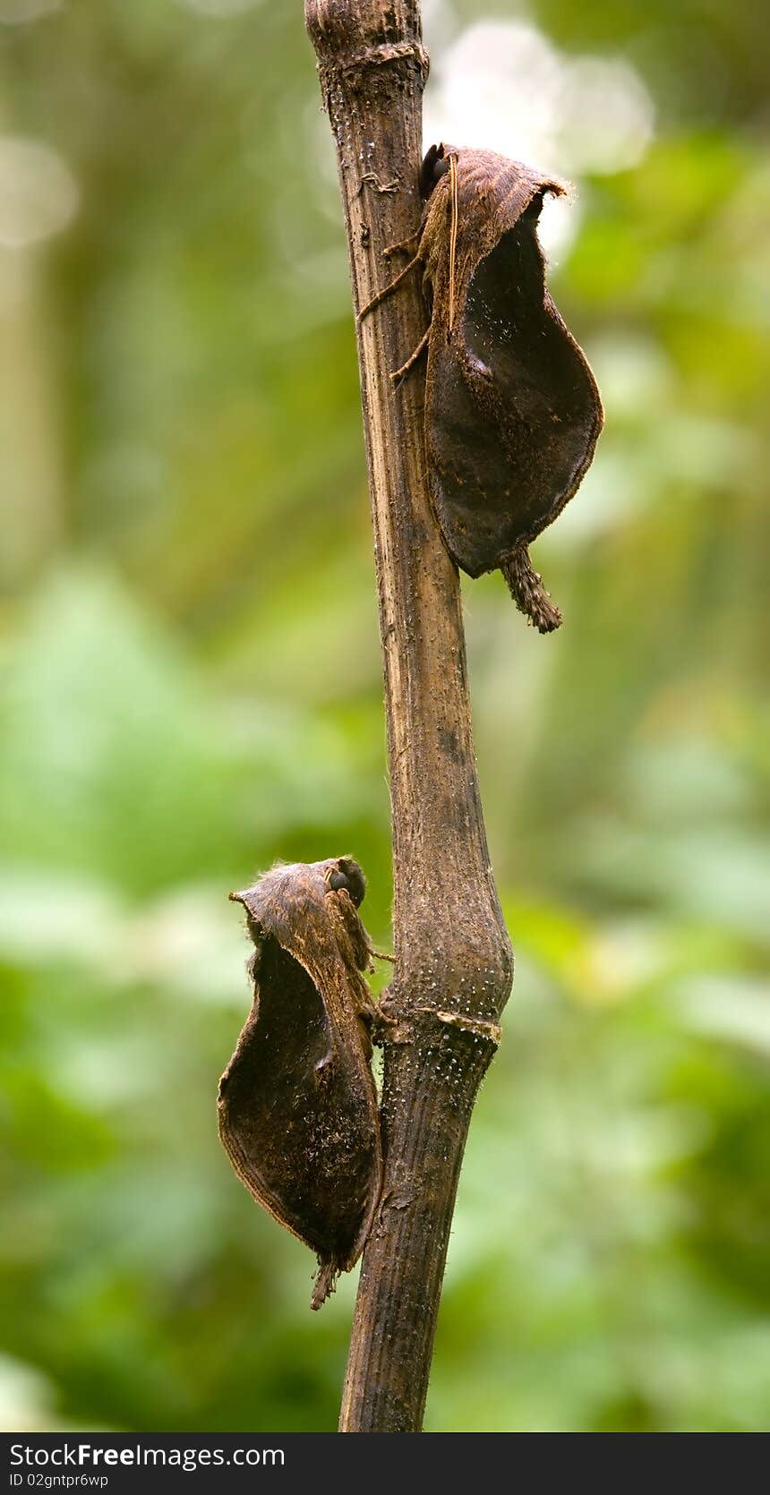 Moths on a branch, shot in Costa Rica