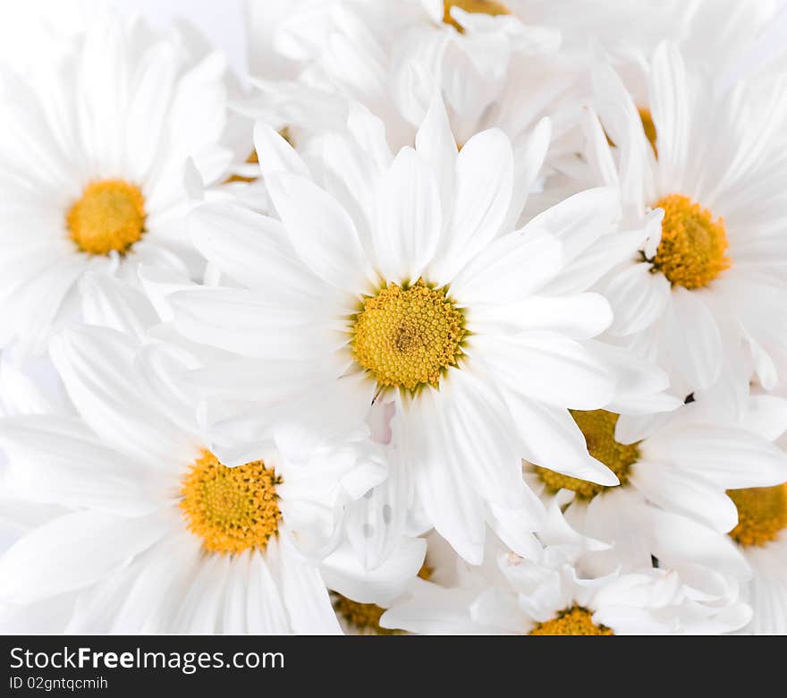 Beautiful white Daisy flowers background