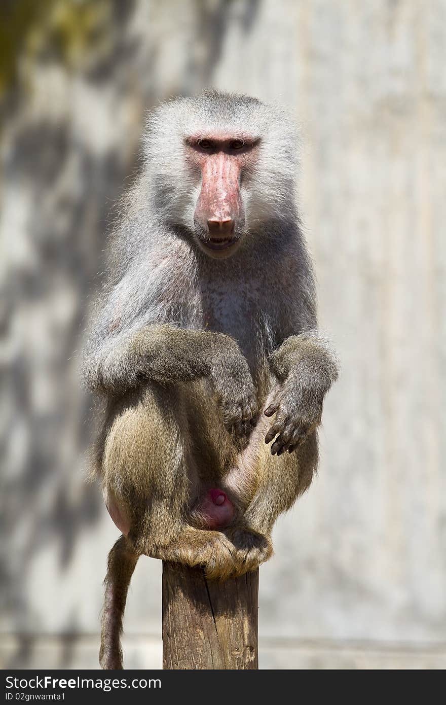 Baboon