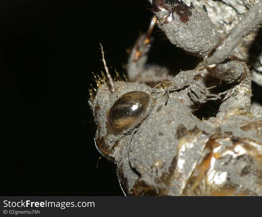 Photo of the eye of a Cicada nymph's shed skin.