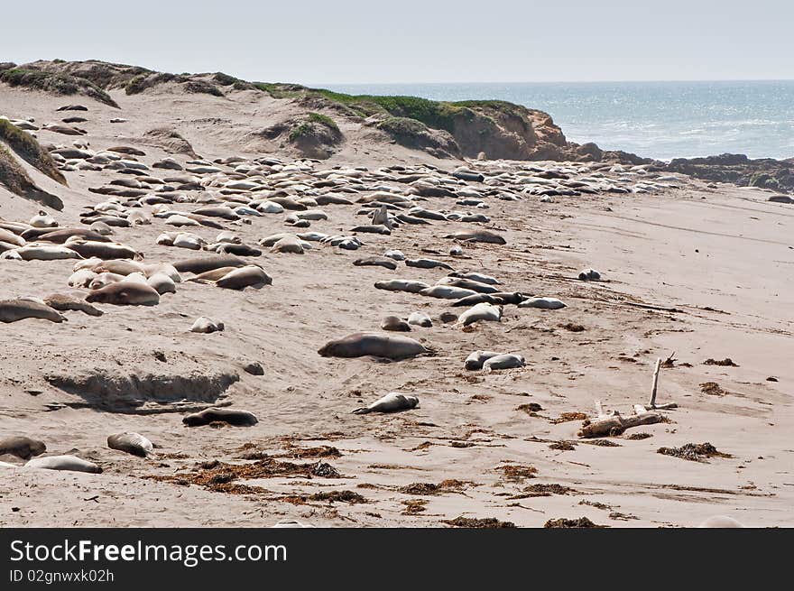 A colony of elephant seals on the beach in California USA