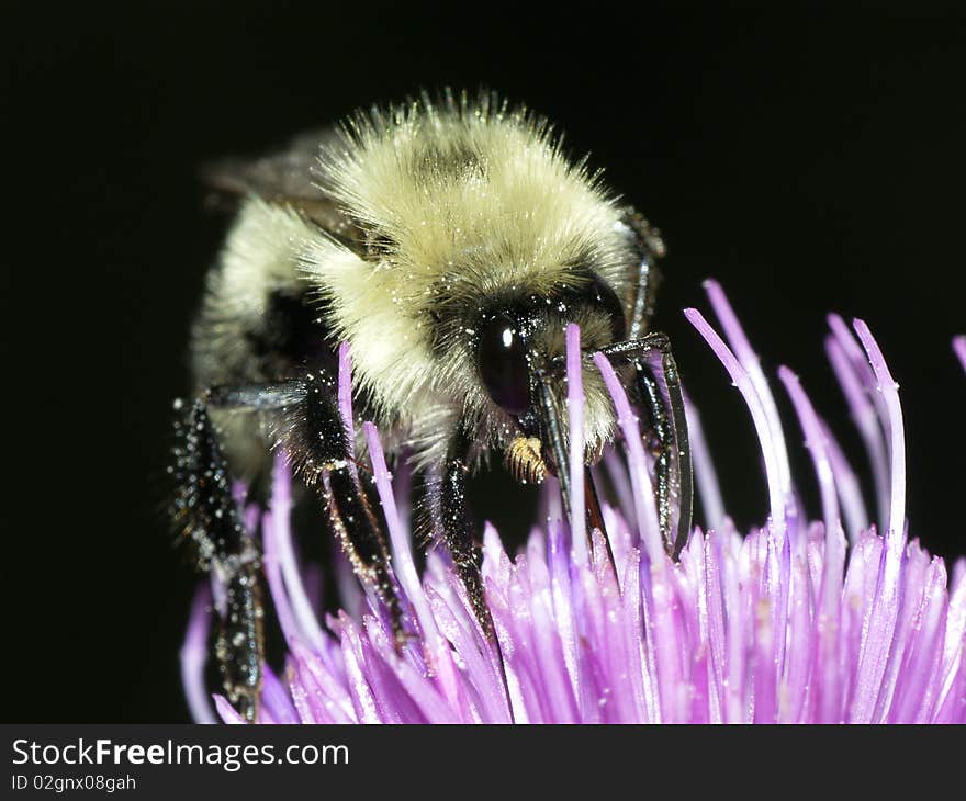 Photo of a Bumble Bee feeding.