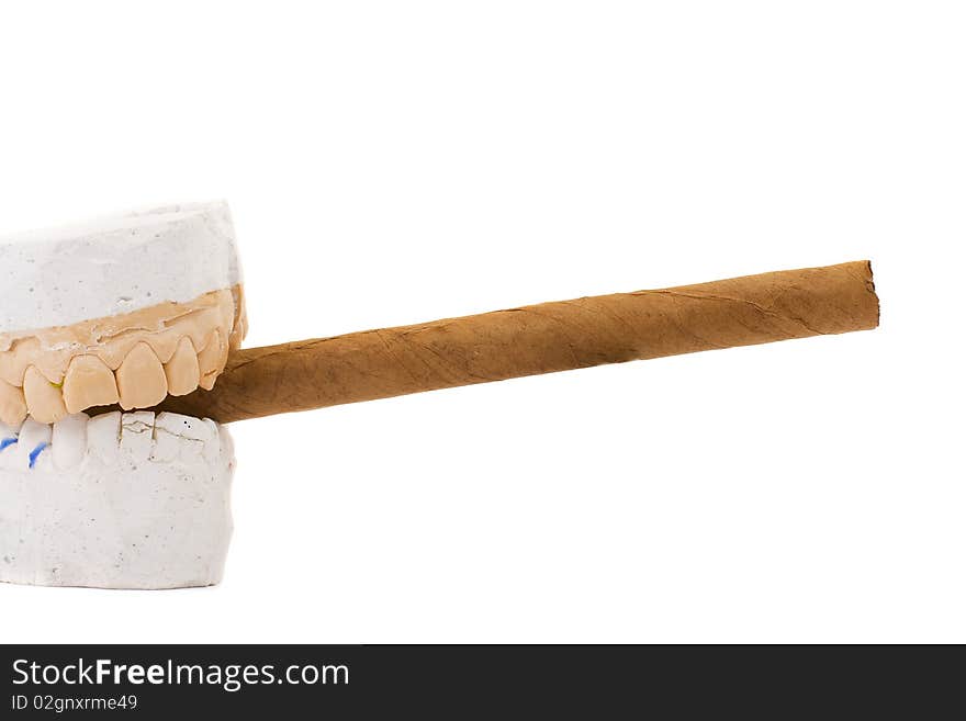 Teeth Plaster Cast. Close Up On White Background