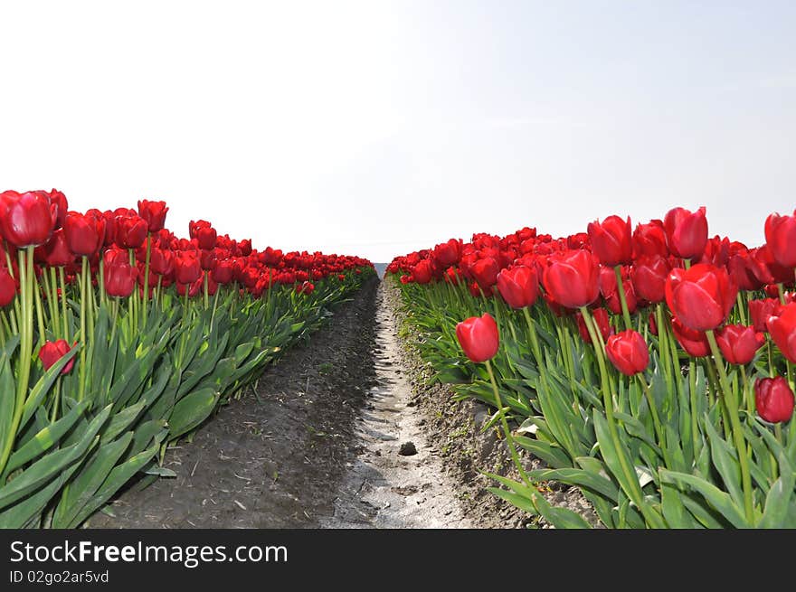 A row of tulips in Washington state, USA. A row of tulips in Washington state, USA