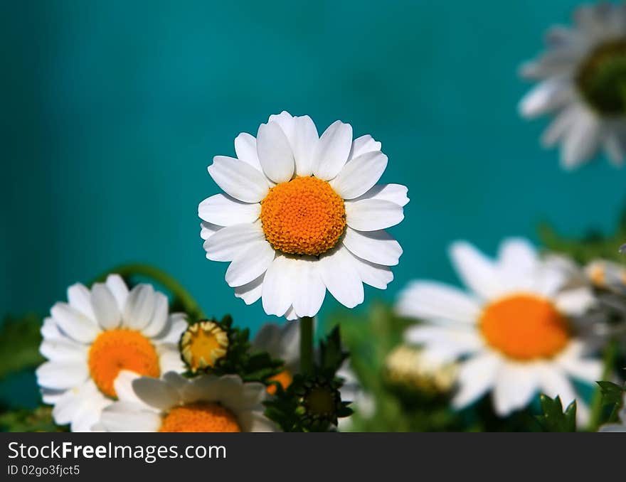 Florists Chrysanthemum