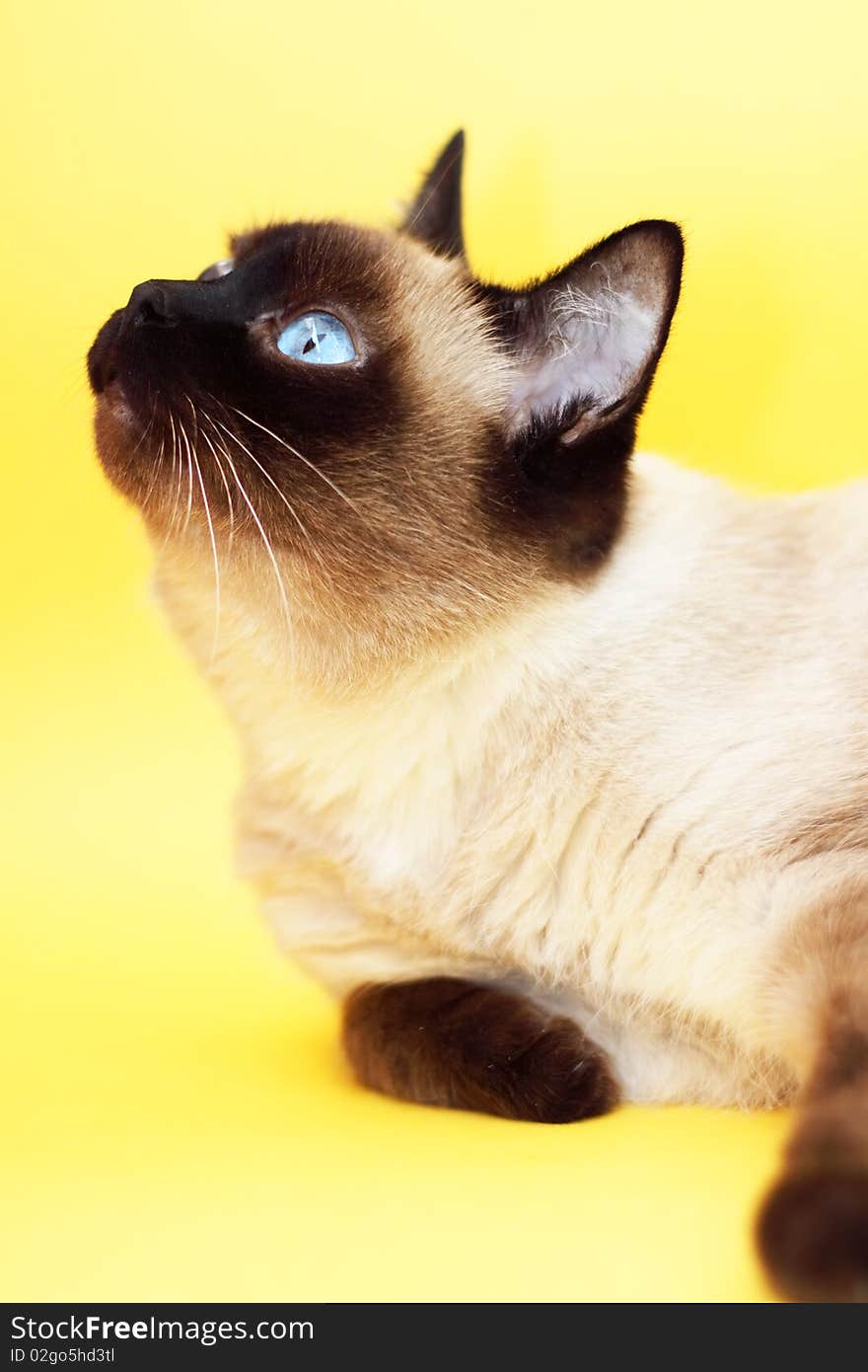 Siamese cat on a light background