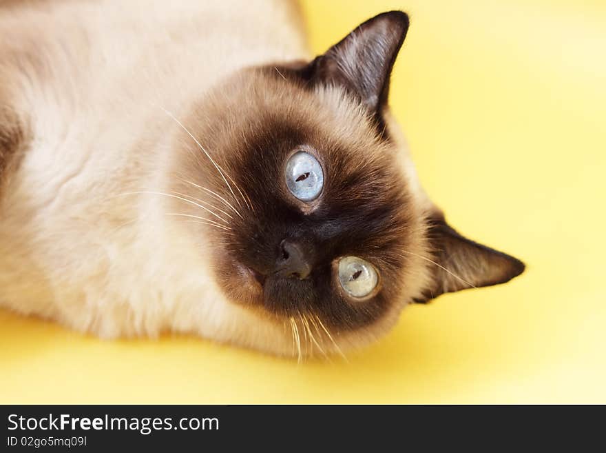 Siamese cat on a light background