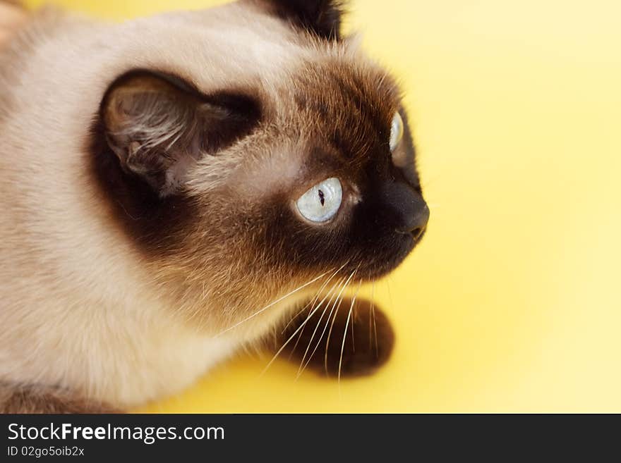 Siamese cat on a light background