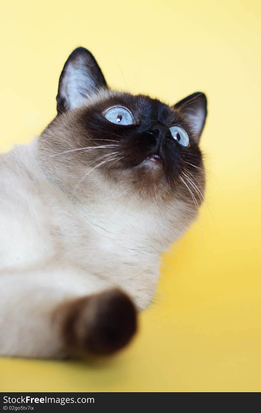 Siamese cat on a light background