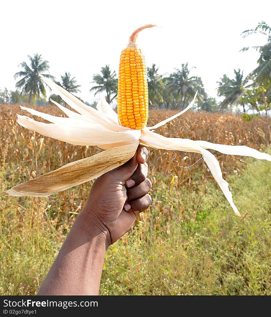 Human hands showing a corn against field. Human hands showing a corn against field