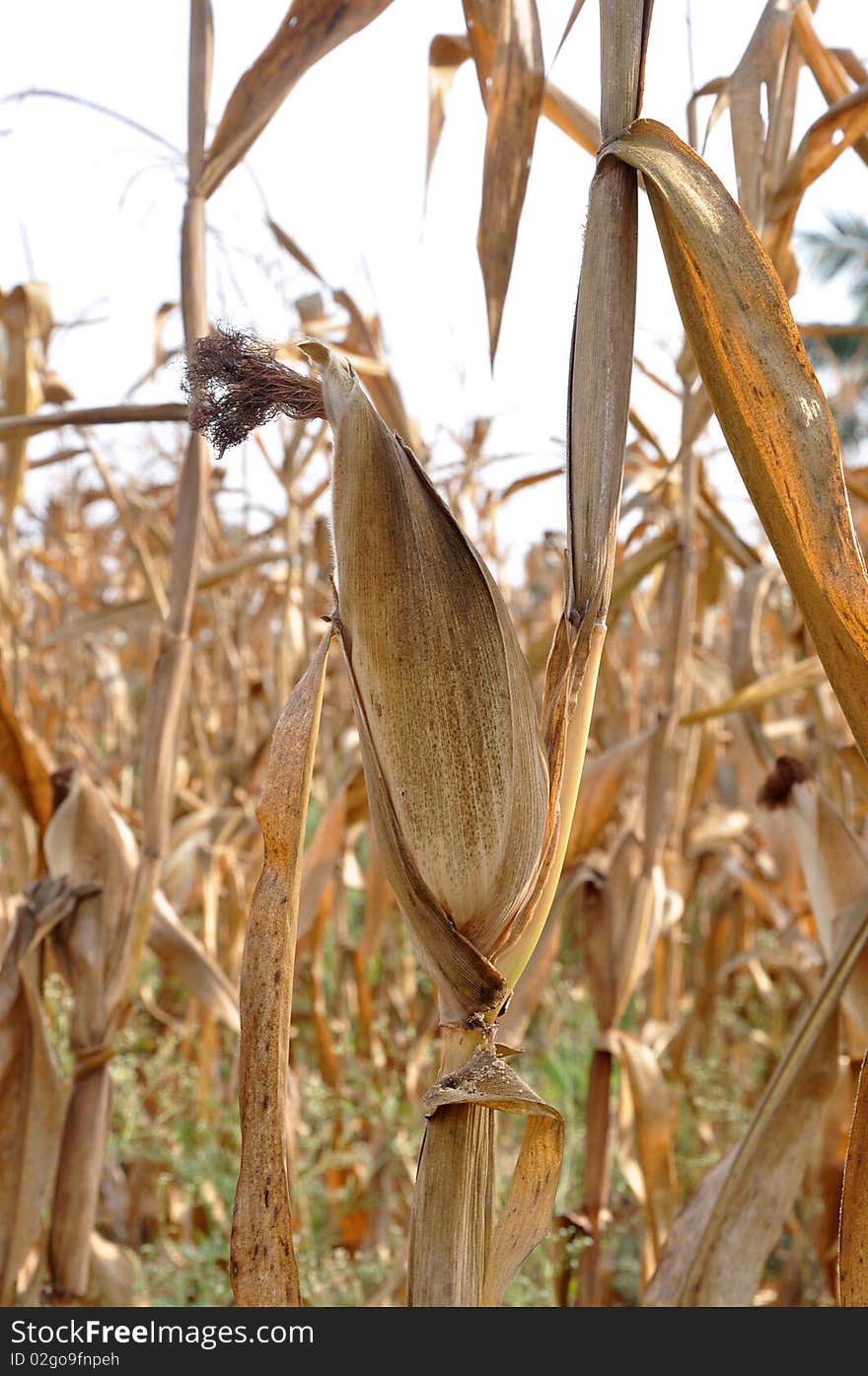 Dry corn field waiting for cultivation