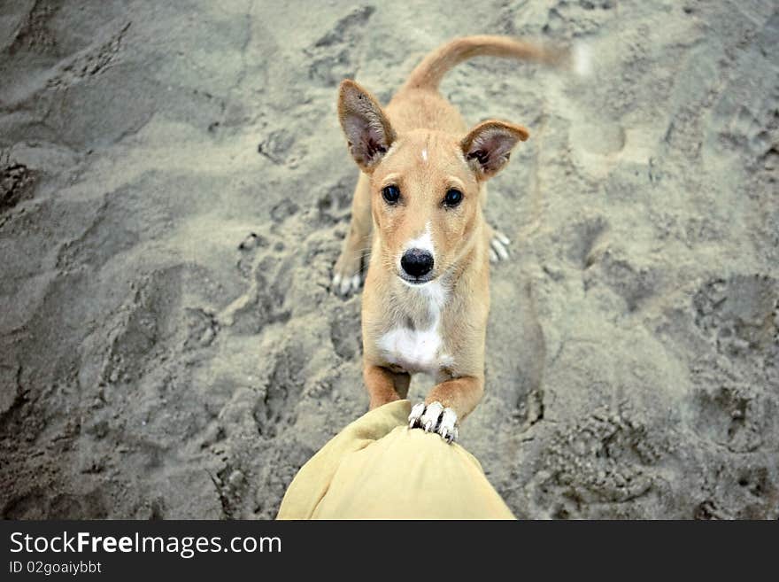 Puppy wants to come on a knee.