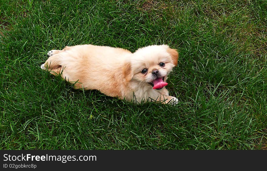 Puppy on lawn