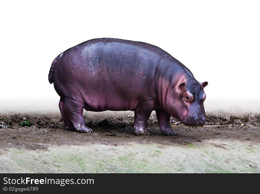 An isolated baby hippopotamus is walking in white background.