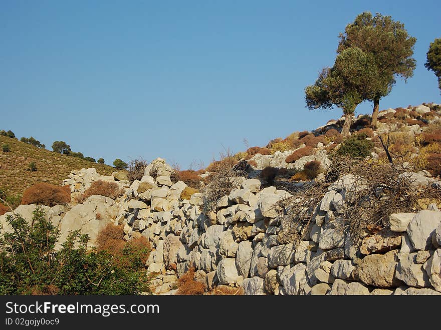 The tree costs one on a grief stony. The tree costs one on a grief stony.