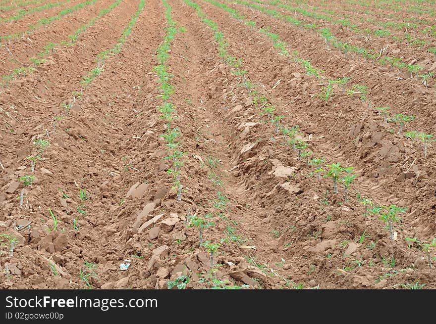 Tapioca Farm