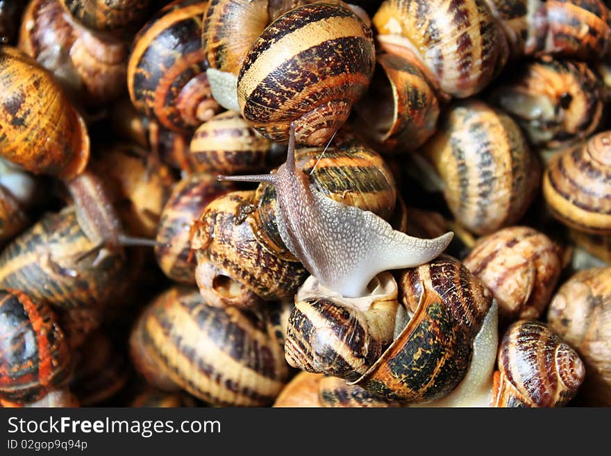 This is a photo of multi colored snails on the market