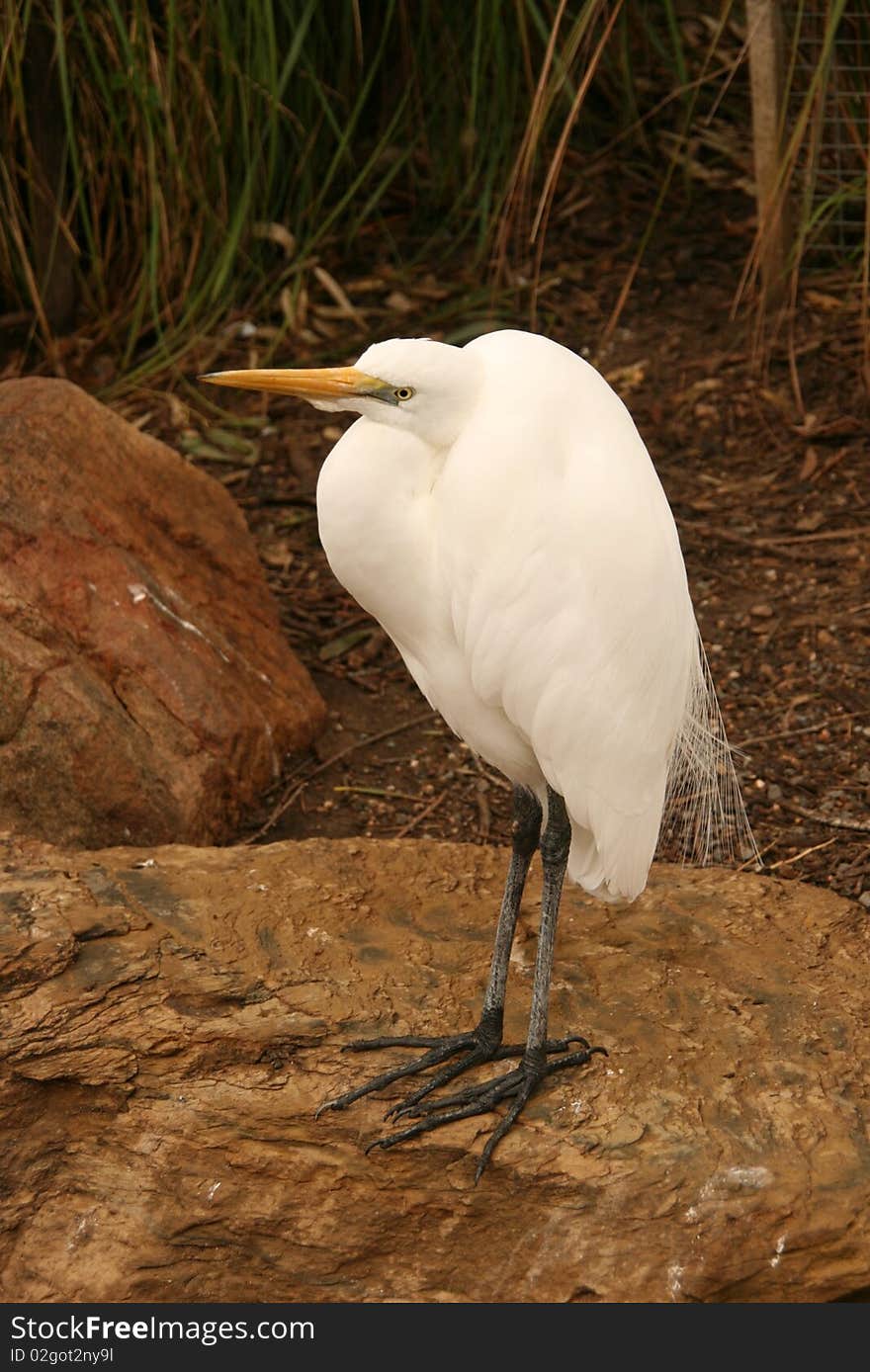 Egret