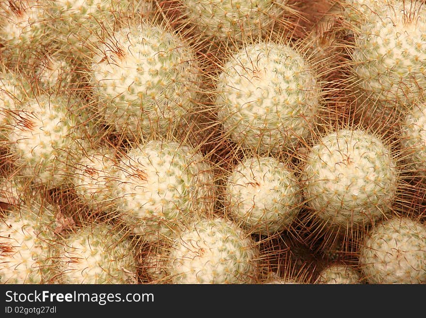 Semi-close-up of a cactus