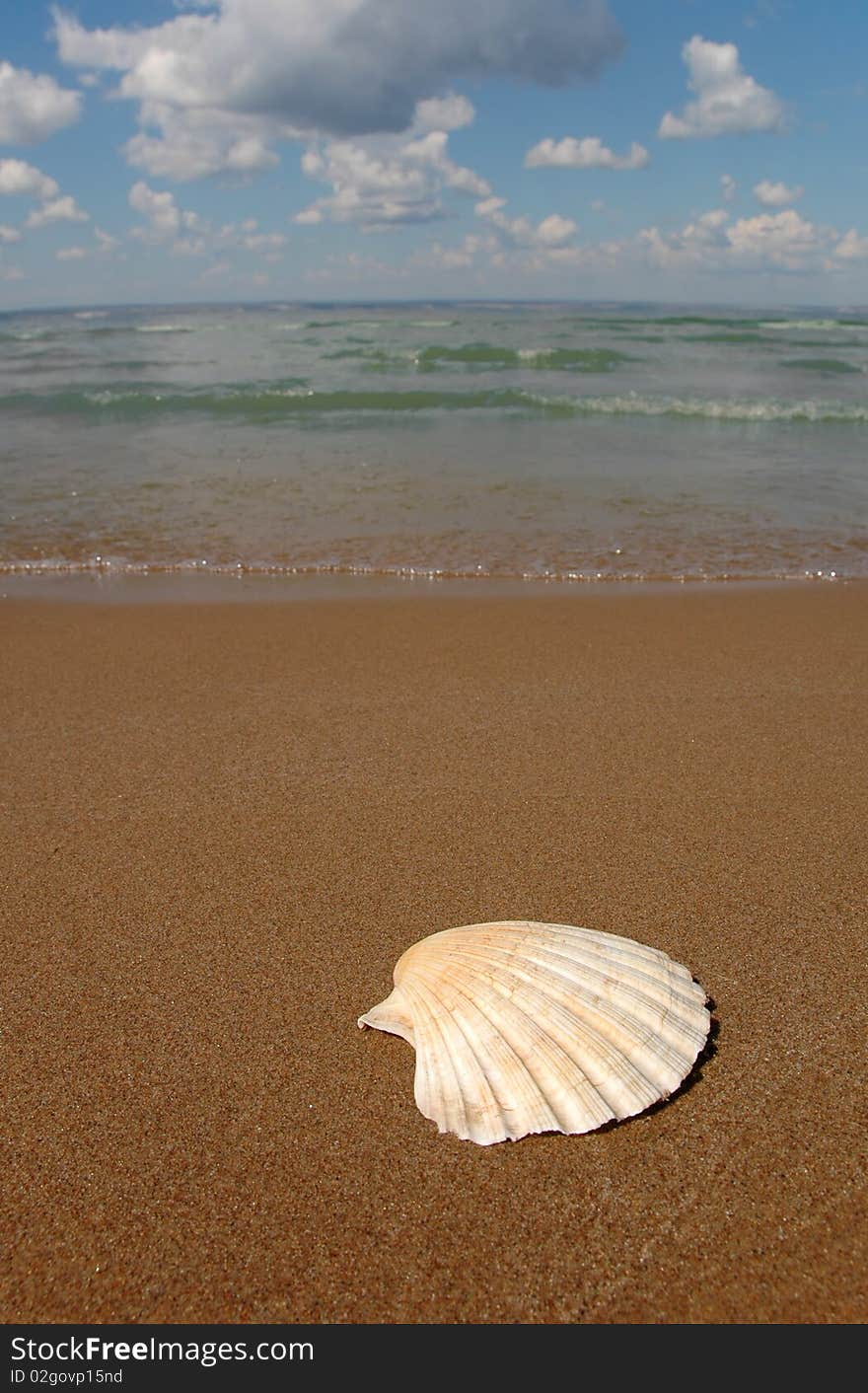 Seashell on sand