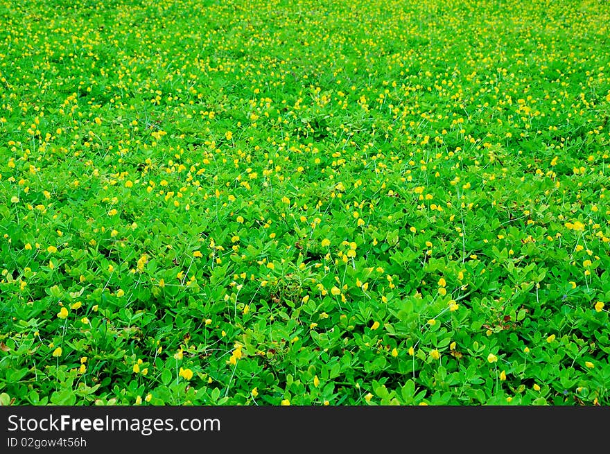 Horizontal full yellow flower field.