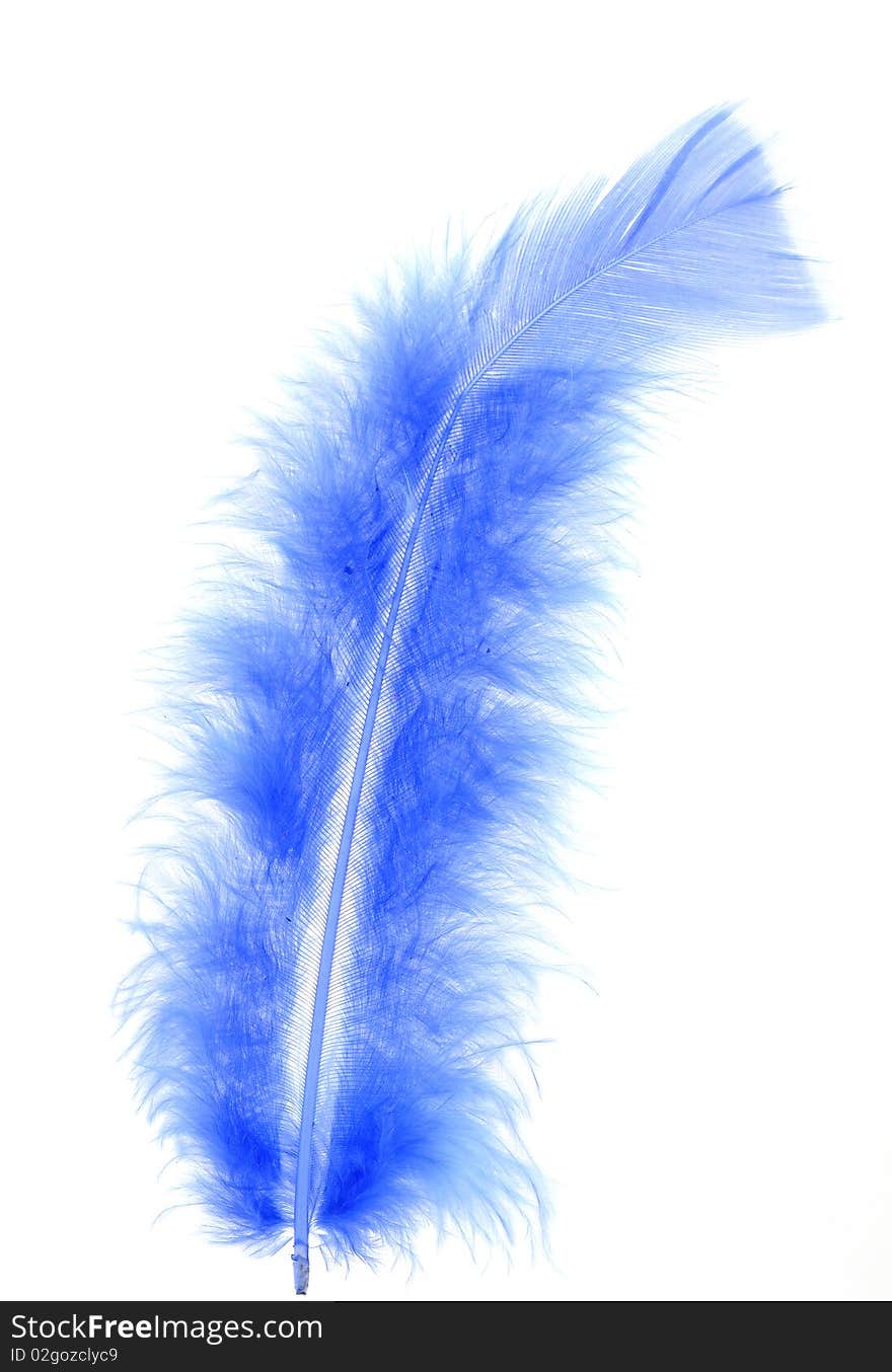 Feather of the bird